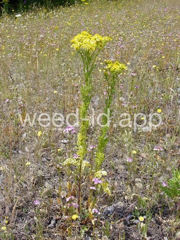 ragwort, tansy